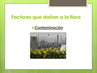 Factores que dañan a la flora Contaminación
