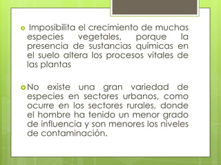 Imposibilita el crecimiento de muchas especies vegetales, porque la presencia de sustancias químicas en el suelo altera los procesos vitales de las plantasNo existe una gran variedad de especies en sectores urbanos, como ocurre en los sectores rurales, donde el hombre ha tenido un menor grado de influencia y son menores los niveles de contaminación.