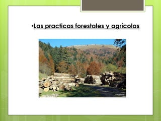 Las practicas forestales y agrícolasLa deforestación produce el exterminio de diferentes especies vegetales. Un mal manejo de la actividad agrícola también puede alterar el recurso flora, ya que ésta necesita del suelo para vivir y su existencia está fuertemente condicionada a este recurso.  Cualquier alteración que sufra el suelo, afectará inevitablemente las especies vegetales. 