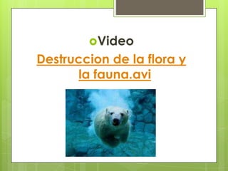 Video Destruccion de la flora y la fauna.avi 