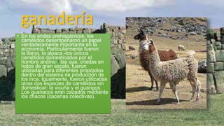 ganadería
• En los andes prehispánicos, los
camélidos desempeñaron un papel
verdaderamente importante en la
economía. Particularmente fueron
la llama, la alpaca -los únicos
camélidos domesticados por el
hombre andino-1 las que, criadas en
hatos de gran escala, fueron
utilizadas para diferentes propósitos
dentro del sistema de producción de
los inca. Igualmente, fueron utilizadas
otras dos especies de camélidos sin
domesticar: la vicuña y el guangos.
Los guanacos eran cazados mediante
los chacos (cacerías colectivas).
 