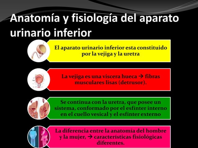 Incontinencia urinaria en el adulto mayor