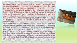 Del furmentom se trava via nient. In està , quant la pianta l'era amò
verda sa taiava la punta de suravia da la loeuva, sa tirava via tuc i foi
da la pianta e sa duperavan cume mangià per i besti.
La pianta dal furmentom la restava in dal camp cunt apena i loef .
Dopu, a l’inizi da l’autun, sa catavan i loef dai piant e sa purtavan in
casina per la sluazada; i piant, i malgasc, sa fasevan su in fasen e sa
fasevan secà per brusai in dai camin
Dopu cominciava la “sluazada” ( sa sgranava ul furmentom da la loeva)
che da solit la sa faseva la sira suta ai portic di casen cun la lus
smorta di candil.
Tuc insema,cun un muntom da loef da sgranà,tiravum via i foi e la barba
e dopu i gran dai galuzen. A certi loef però, i pusè bei, ga lasavum un
peu da foi per fa di mazz: sa ligavan cunt ul salas e sa tacavan su suta i
portic da scorta e sumenza per l’an dopu.
A la fen dal laurà , strac ma cuntent, fasevum festa, mangiavum la
bogia ( un insaca nustran) e bevevum un bicer da vin intant che i bagai
in da la curt ga curevan adrè ai luciul e canatavan…luciola luciola
vegn in da me ta darò ul pan dal re, ta darò ul pan da la regina luciola
luciola luciolina.
 