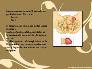 Los componentes superficiales de los
genitales masculinos son:
    Escroto
    Pene

El escroto es el homologo de los labios
mayores.
Las tumefacciones labioescrotales se
fusionan en la línea media, da lugar al
escroto
Visible como un rafe longitudinal en la
línea media, que se extiende desde el
ano y llega a la cara inferior del cuerpo
del pene.
 