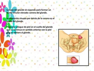 La base del glande se expande para formar un
borde circular elevado: corona del glande.

La depresión situada por detrás de la corona es el
cuello del glande.

Prepucio: pliegue de piel en el cuello del glande
que se continua en sentido anterior con la piel
que se adhiere al glande.
 