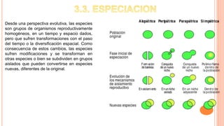 Desde una perspectiva evolutiva, las especies
son grupos de organismos reproductivamente
homogéneos, en un tiempo y espacio dados,
pero que sufren transformaciones con el paso
del tiempo o la diversificación espacial. Como
consecuencia de estos cambios, las especies
sufren modificaciones y se transforman en
otras especies o bien se subdividen en grupos
aislados que pueden convertirse en especies
nuevas, diferentes de la original.
 