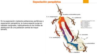 En la especiación mediante poblaciones periféricas o
especiación perapátrica, la nueva especie surge en
hábitats marginales, habitualmente en los límites de
distribución de una población central de mayor
tamaño.
 