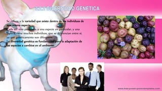 Se refiere a la variedad que existe dentro de los individuos de
una misma especie.
Cada ser vivo pertenece a una especie en particular, y una
especie tiene muchos individuos, que se diferencian entre sí,
ya que genéticamente son diferentes.
La diversidad genética es fundamental para la adaptación de
las especies a cambios en el ambiente.
 