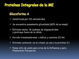 Glucoforina A
 Constituida por 131 aminoácidos.

 Se encuentra sumamente glicosilada (60% de su masa)

 Extremo amino: 16 cadenas de oligosacáridos
  y protruye fuera de la célula

 Porción transmembranal: α-hélice y contiene 23 AA.

 Extremo carboxilo: en el citosol, se une a la proteína 4.1

 Posee sitio de unión para virus de la Influenza y para
  Plasmodium Falciparum
 