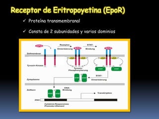  Proteína transmembranal

 Consta de 2 subunidades y varios dominios
 