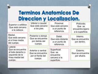 Superior o cefálico
Que está cercano
a la cabeza.
Proximal.
Que está cercano
a un punto de
referencia.
Medial.
Que está cercano
al a línea media
del cuerpo.
Inferior o caudal.
Que está cercano
a los pies.
Anterior o ventral.
Que se encuentra
por el frente del
cuerpo.
Superficial.
Superficial.
Que se
encuentra
cercano a la
superficie.
Posterior o dorsal.
Que se encuentra
por detrás del
cuerpo.
Interno.
Que se encuentra
por dentro.
Lateral.
Que se encuentra
al lodo derecho o
izquierdo de la
línea medial del
cuerpo.
Profundo.
Que se
encuentra lejano
a la superficie.
Externo.
Que se encuentra
por afuera.
Distal.
Que esta distante
a un punto de
referencia.
 