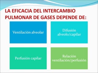 LA EFICACIA DEL INTERCAMBIO PULMONAR DE GASES DEPENDE DE: 