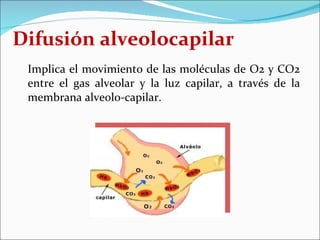 Difusión alveolocapilar <ul><li>Implica el movimiento de las moléculas de O2 y CO2 entre el gas alveolar y la luz capilar,...