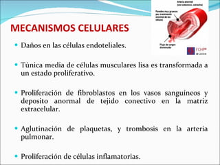MECANISMOS CELULARES <ul><li>Daños en las células endoteliales. </li></ul><ul><li>Túnica media de células musculares lisa ...