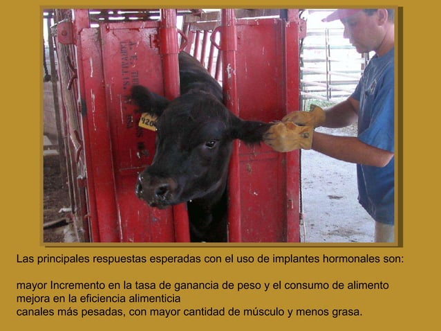 Aditivos hormonales en el ganado de Carne | PPT