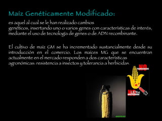 Maíz Genéticamente Modificado: es aquel al cual se le han realizado cambios genéticos, insertando uno o varios genes con características de interés, mediante el uso de tecnología de genes o de ADN recombinante. El cultivo de maíz GM se ha incrementado sustancialmente desde su introducción en el comercio. Los maíces MG que se encuentran actualmente en el mercado responden a dos características agronómicas: resistencia a insectos y tolerancia a herbicidas. 