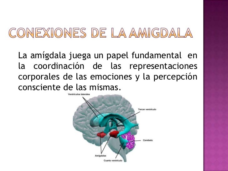 expo amigdala expo amigdala