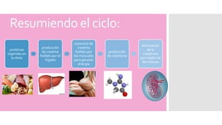 Resumiendo el ciclo:
proteínas
ingeridas en
la dieta
producción
de creatina
fosfato por el
hígado
consumo de
creatina
fosfato por
los músculos
para generar
energía
producción
de creatinina
eliminación
de la
creatinina
por medio de
los riñones
 
