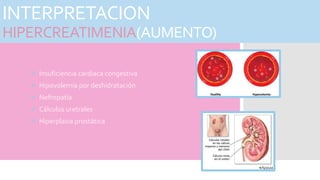 INTERPRETACION
HIPERCREATIMENIA(AUMENTO)
 Insuficiencia cardiaca congestiva
 Hipovolemia por deshidratación
 Nefropatía
 Cálculos uretrales
 Hiperplasia prostática
 