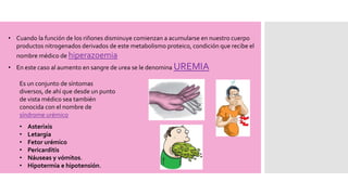 • Cuando la función de los riñones disminuye comienzan a acumularse en nuestro cuerpo
productos nitrogenados derivados de este metabolismo proteico, condición que recibe el
nombre médico de hiperazoemia
• En este caso al aumento en sangre de urea se le denomina UREMIA
Es un conjunto de síntomas
diversos, de ahí que desde un punto
de vista médico sea también
conocida con el nombre de
síndrome urémico
• Asterixis
• Letargia
• Fetor urémico
• Pericarditis
• Náuseas y vómitos.
• Hipotermia e hipotensión.
 