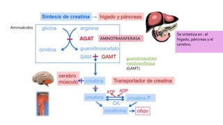 Se sintetiza en : el
hígado, páncreas y el
cerebro.
Aminoácidos
guanidinoacetato
metiltransferasa
(GAMT)
AMINOTRANSFERASA
 