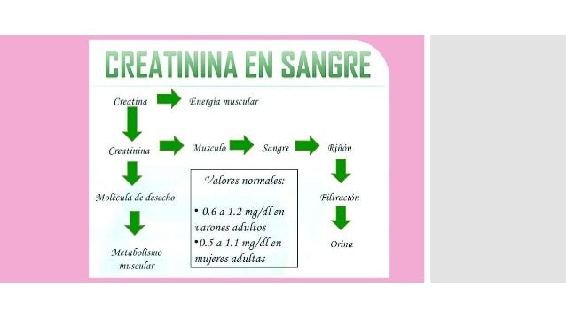 Urea y creatinina
