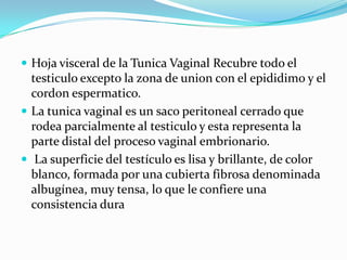 Hoja visceral de la Tunica Vaginal Recubre todo el testiculo excepto la zona de union con el epididimo y el cordonespermatico.La tunica vaginal es un saco peritoneal cerrado que rodea parcialmente al testiculo y esta representa la parte distal del proceso vaginal embrionario. La superficie del testículo es lisa y brillante, de color blanco, formada por una cubierta fibrosa denominada albugínea, muy tensa, lo que le confiere una consistencia dura