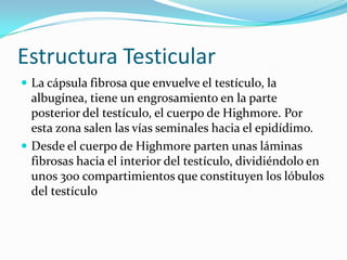 Estructura TesticularLa cápsula fibrosa que envuelve el testículo, la albugínea, tiene un engrosamiento en la parte posterior del testículo, el cuerpo de Highmore. Por esta zona salen las vías seminales hacia el epidídimo.Desde el cuerpo de Highmore parten unas láminas fibrosas hacia el interior del testículo, dividiéndolo en unos 300 compartimientos que constituyen los lóbulos del testículo