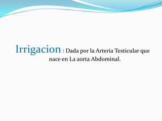 Irrigacion : Dada por la Arteria Testicular que nace en La aorta Abdominal.