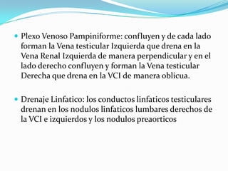 Plexo Venoso Pampiniforme: confluyen y de cada lado forman la Vena testicular Izquierda que drena en la Vena Renal Izquierda de manera perpendicular y en el lado derecho confluyen y forman la Vena testicular Derecha que drena en la VCI de manera oblicua. Drenaje Linfatico: los conductos linfaticos testiculares drenan en los noduloslinfaticos lumbares derechos de la VCI e izquierdos y los nodulospreaorticos