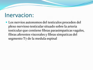 Inervacion:Los nervios autonomos del testiculos proceden del plexo nervioso testicular situado sobre la arteria testicular que contiene fibras parasimpaticasvagales, fibras aferentes viscerales y fibras simpaticas del segmento T7 de la medula espinal  