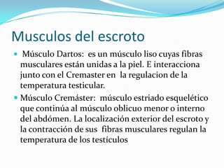 Musculos del escrotoMúsculo Dartos:  es un músculo liso cuyas fibras musculares están unidas a la piel. E interacciona junto con el Cremaster en  la regulacion de la temperatura testicular.Músculo Cremáster:  músculo estriado esquelético que continúa al músculo oblicuo menor o interno del abdómen. La localización exterior del escroto y la contracción de sus  fibras musculares regulan la temperatura de los testículos