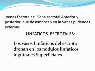  Venas Escrotales:  Vena escrotal Anterior y posterior  que desembocan en la Venas pudendas externas LINFÁTICOS  ESCROTALES:Los vasos Linfaticos del escroto drenan en los noduloslinfaticos inguinales Superficiales 