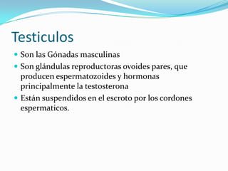TesticulosSon las Gónadas masculinasSon glándulas reproductoras ovoides pares, que producen espermatozoides y hormonas principalmente la testosteronaEstán suspendidos en el escroto por los cordones espermaticos.