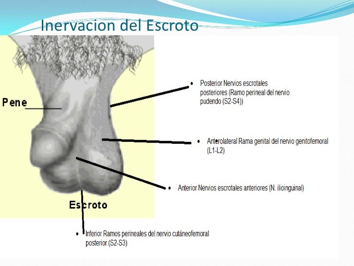 escroto y testiculo