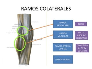RAMOS COLATERALES
RAMOS
ARTICULARES
RAMOS
MUSCULAR
RAMOS DORSAL
CODO
FLEZ C.
PROF. DE
LOS DEDOS
RAMOS ARTERIA
CUBITAL
COMUNICA
AL NERV.
CUTANEO
 