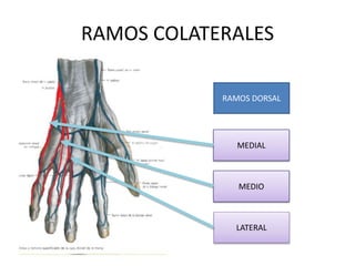 RAMOS COLATERALES
RAMOS DORSAL
RAMOS DORSAL
LATERAL
RAMOS DORSAL
MEDIAL
MEDIO
 