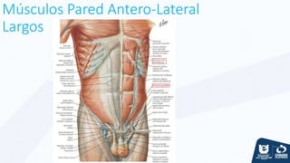 Músculos Pared Antero-Lateral
Largos
 