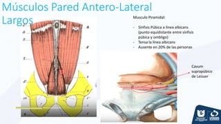 Músculos Pared Antero-Lateral
Largos Musculo Piramidal:
- Sínfisis Púbica a línea albicans
(punto equidistante entre sínfisis
púbica y ombligo)
- Tensa la línea albicans
- Ausente en 20% de las personas
Cavum
suprapúbico
de Leisser
 