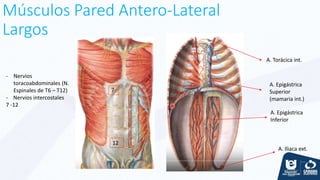 Músculos Pared Antero-Lateral
Largos
- Nervios
toracoabdominales (N.
Espinales de T6 – T12)
- Nervios intercostales
7 -12
A. Epigástrica
Superior
(mamaria int.)
A. Epigástrica
Inferior
A. Iliaca ext.
A. Torácica int.
7
12
 