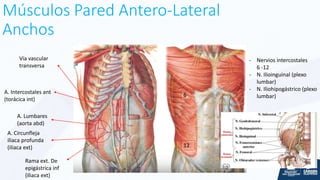Músculos Pared Antero-Lateral
Anchos
A. Intercostales ant
(torácica int)
A. Lumbares
(aorta abd)
A. Circunfleja
iliaca profunda
(iliaca ext)
Rama ext. De
epigástrica inf
(iliaca ext)
Vía vascular
transversa
6
12
- Nervios intercostales
6 -12
- N. Ilioinguinal (plexo
lumbar)
- N. Iliohipogástrico (plexo
lumbar)
 