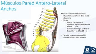Músculos Pared Antero-Lateral
Anchos
Musculo Transverso de Abdomen
- Musculo mas profundo de la pared
abdominal
- Desde
- Inferior: Tercio lateral
ligamento inguinal/Cresta iliaca
- Medio: L1 – L4
- Superior: Cartílagos costales 7 -
9 costillas y costillas 10 – 12
- Termina en aponeurosis del M.
transverso hasta línea albicans
 