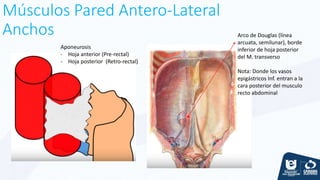 Músculos Pared Antero-Lateral
Anchos
Aponeurosis
- Hoja anterior (Pre-rectal)
- Hoja posterior (Retro-rectal)
Arco de Douglas (línea
arcuata, semilunar), borde
inferior de hoja posterior
del M. transverso
Nota: Donde los vasos
epigástricos Inf. entran a la
cara posterior del musculo
recto abdominal
 