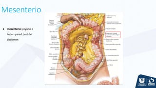 Mesenterio
● mesenterio: yeyuno e
íleon - pared post del
abdomen
 