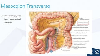 Mesocolon Transverso
● mesenterio: yeyuno e
íleon - pared post del
abdomen
 