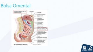 Bolsa Omental
 