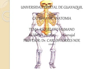 UNIVERSIDAD ESTATAL DE GUAYAQUIL
CÁTEDRA DE ANATOMIA
TEMA: ESQUELETO HUMANO
ALUMNA: carolina Carvajal
PROFESOR: Dr. CARLOS TORRES NOE
GRUPO 1
 