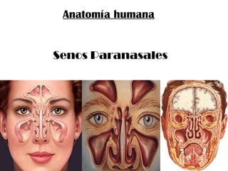 Anatomía humana
Senos Paranasales

 