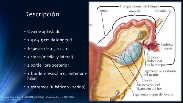 Anatomia del ovario