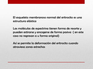El esqueleto membranoso normal del eritrocito es una
estructura elástica
Las moléculas de espectrina tienen forma de resorte y
pueden estirarse y encogerse de forma pasiva ( en este
caso no regresan a u forma original)
Así se permite la deformación del eritrocito cuando
atraviesa zonas estrechas

 